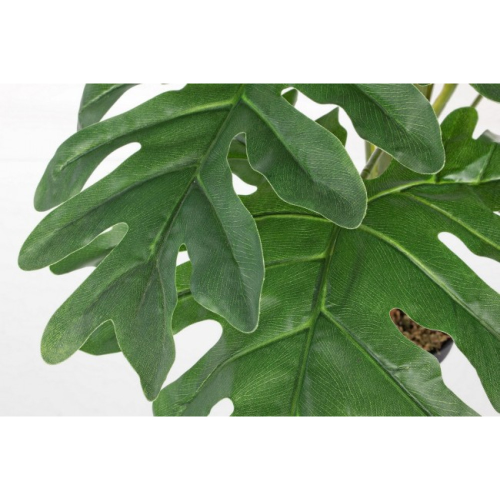 Bizzotto РОСЛИНА ФІЛОДЕНДРОНУ МЕЛЕНА W-V 12F H90