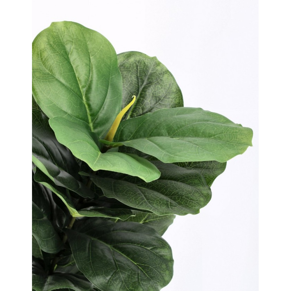 Bizzotto ФІКУС ЛІРАТА РОСЛИНА W-ГОРЩИК 72ЛИСТ. H120