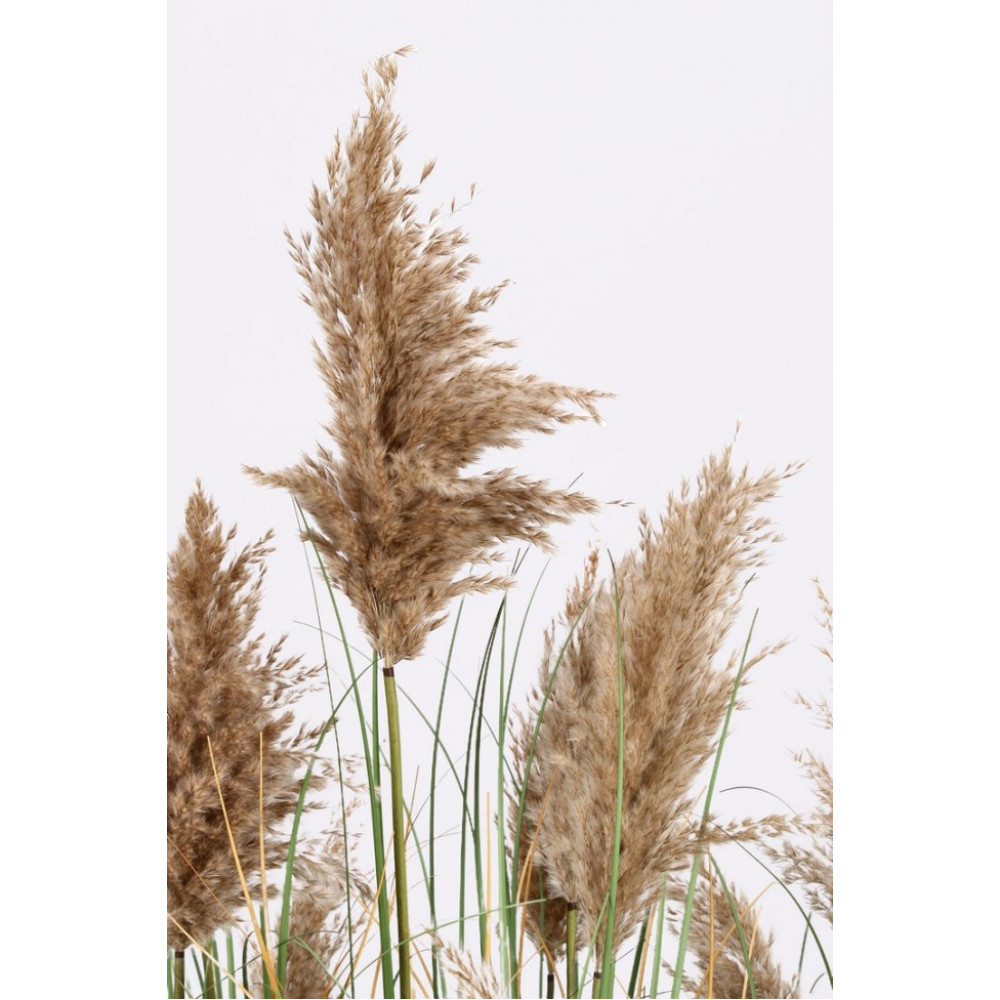 Bizzotto GYNERIUM PAMPAS PLANT W-ВАЗА H150