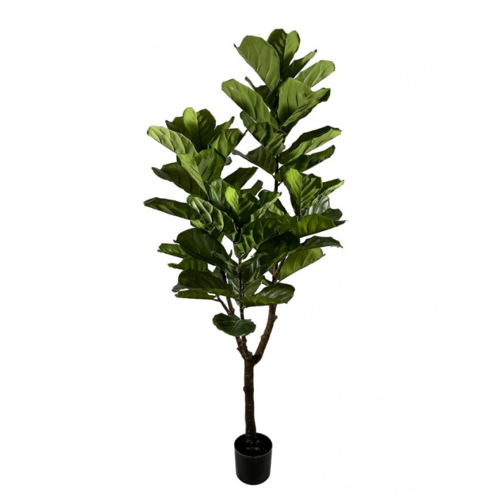 Bizzotto РОСЛИНА  ФІКУС ЛІРАТА W-ВАЗА 60 ЛИСТІВ H180